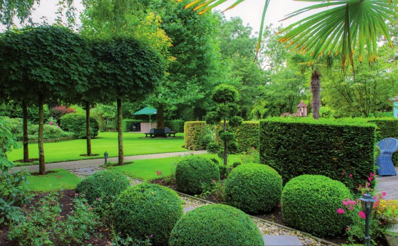 The garden